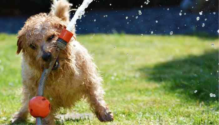 Natural Weed Killers Safe For Dogs