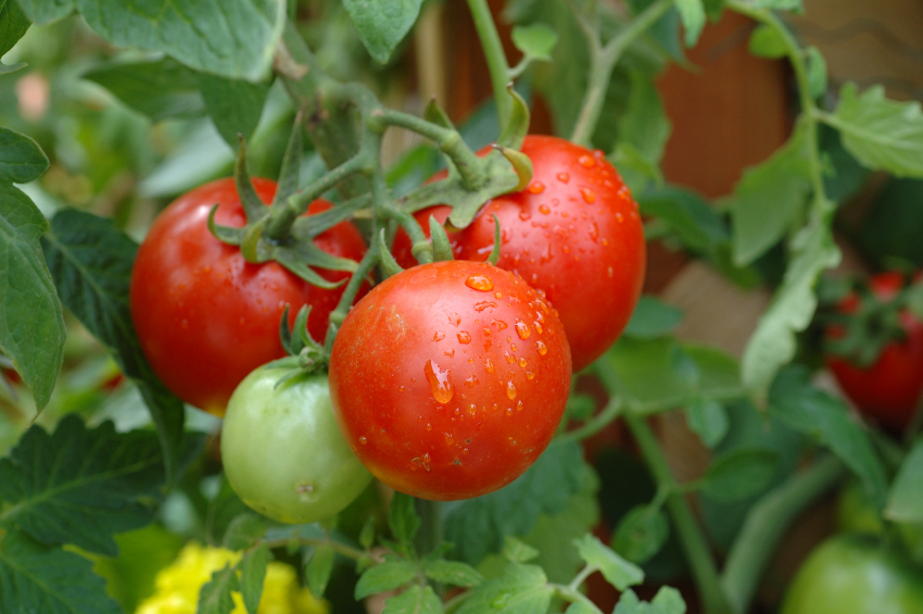 Organic Tomatoes