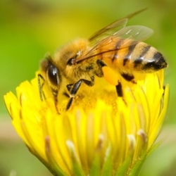 The Benefits of Organic Farming on our Environment & Our Bees