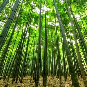 Is Bamboo Really Sustainable?